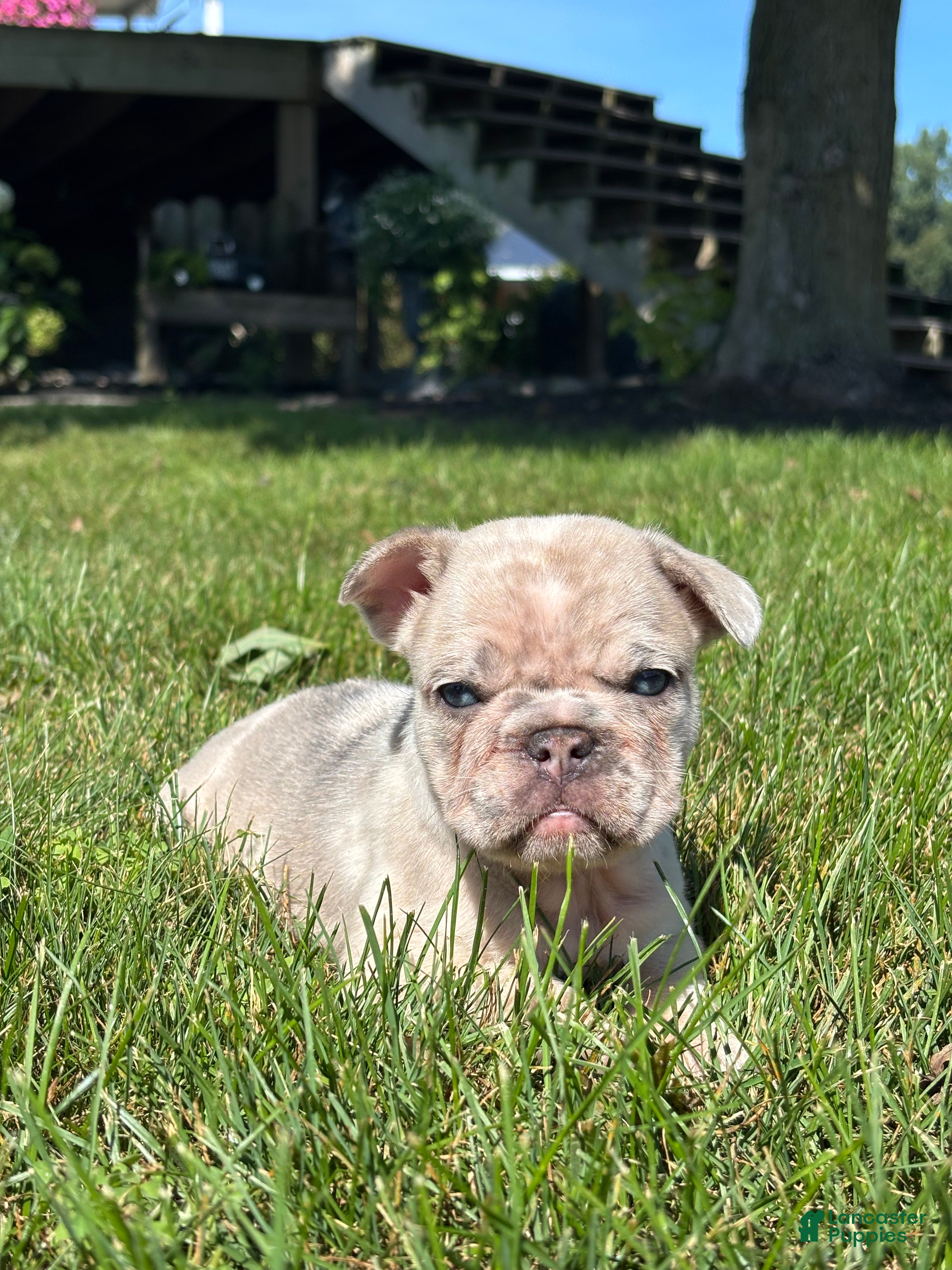 French Bulldog dogs Zendaya - Ad 2
