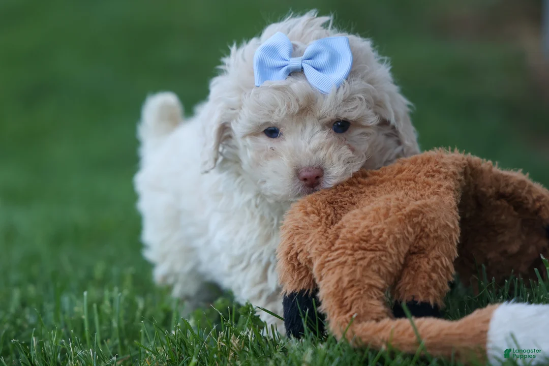 Havapoo dogs for sale: OLEN - Ad 2