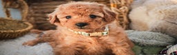 Miniature Poodle dogs for sale: Hunter - Ad 8