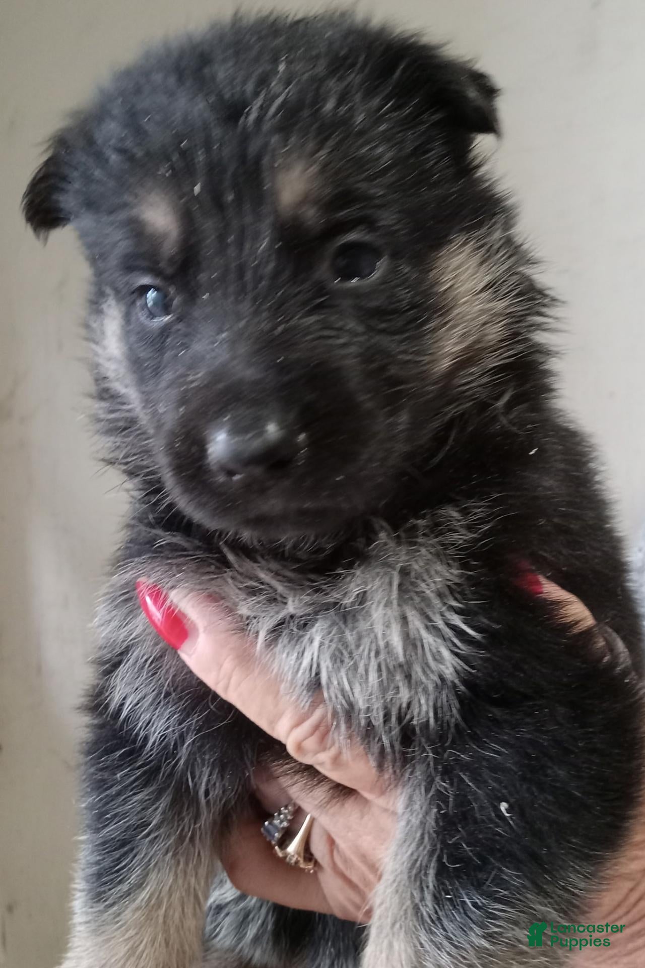 German Shepherd dogs German Shepherd 6 - Ad 36