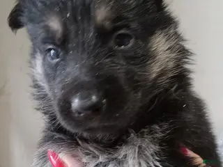 German Shepherd dogs German Shepherd 6 - Ad 36