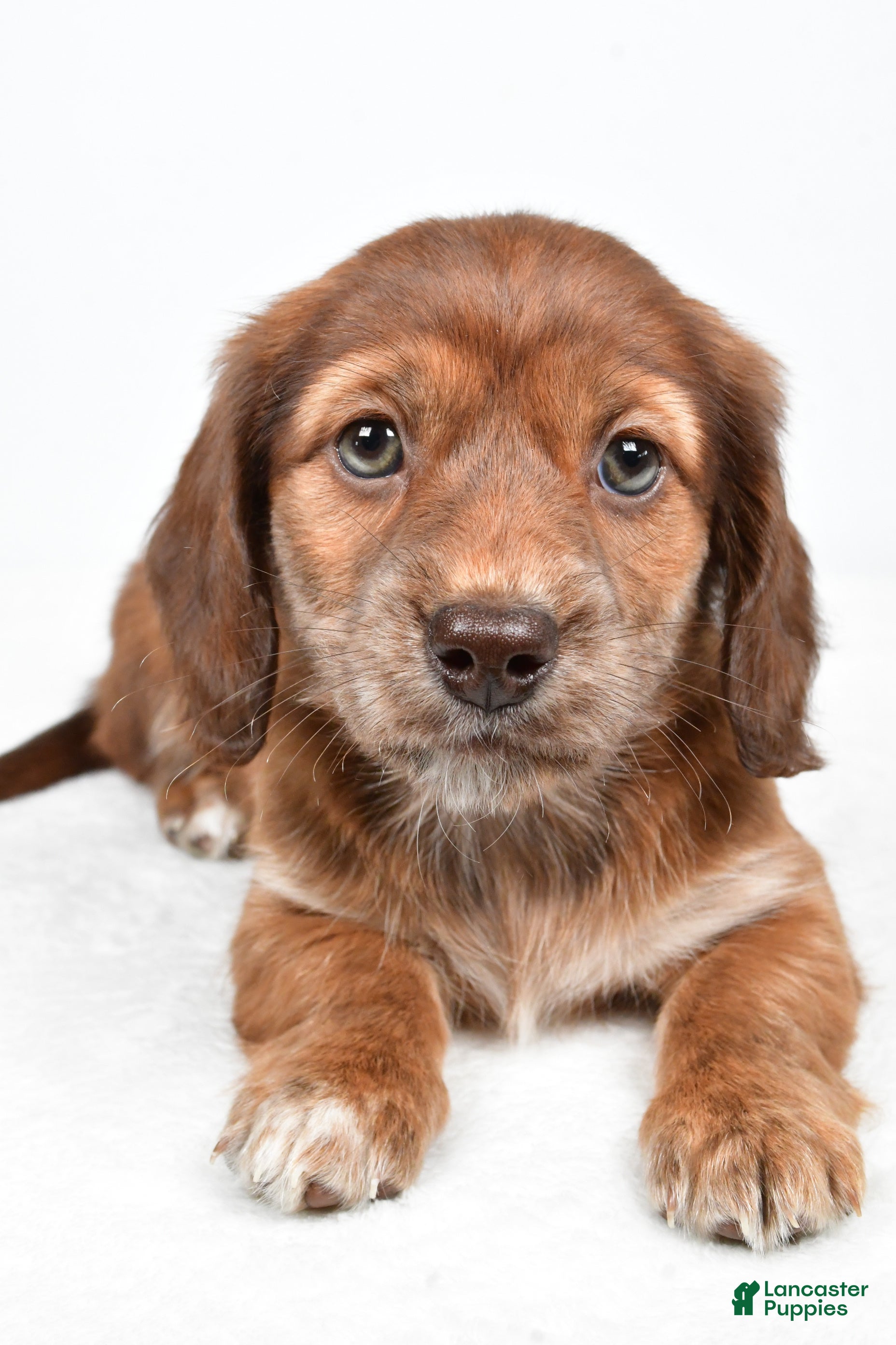 Miniature Dachshund dogs Chloe - Ad 2