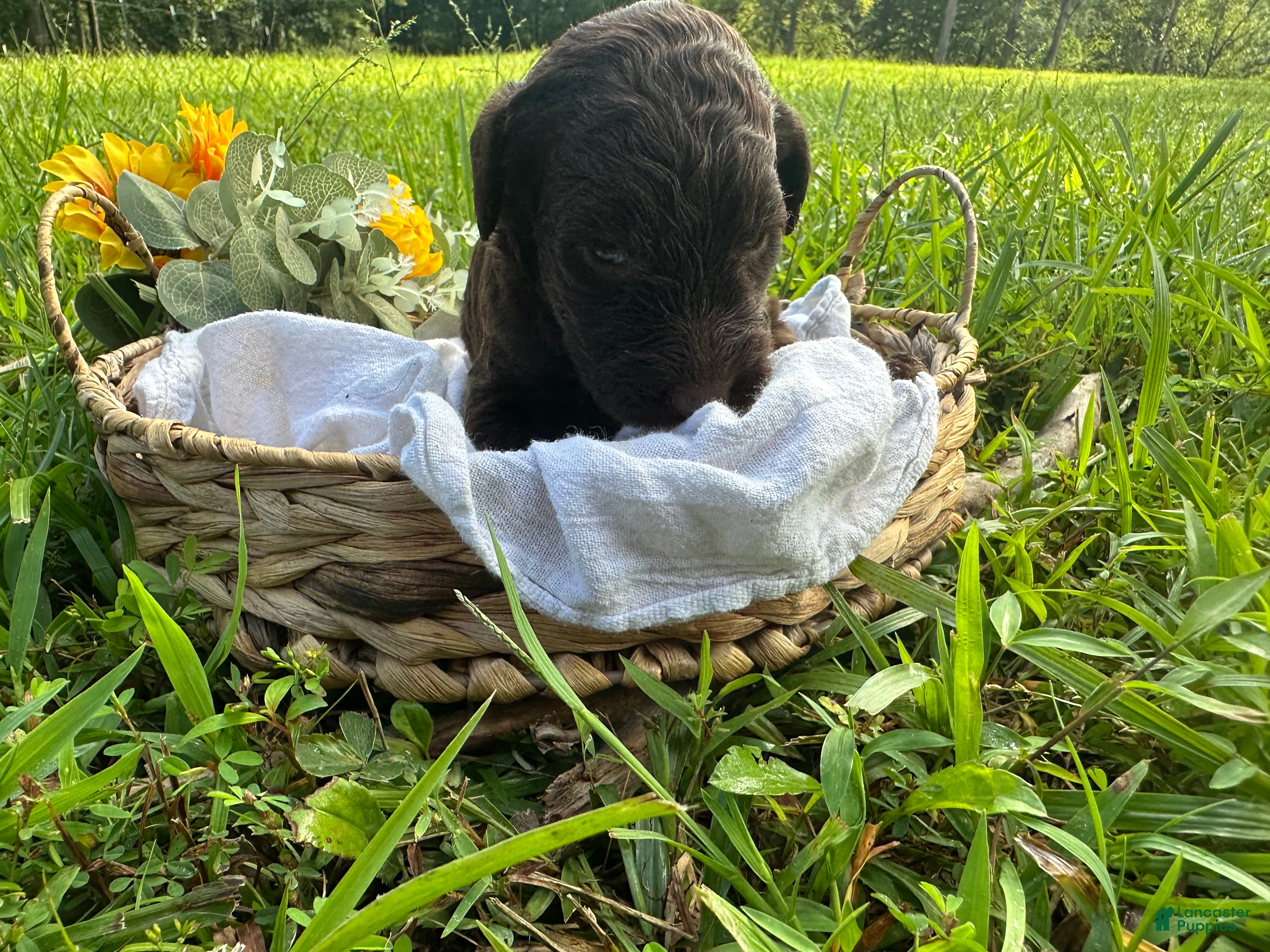 Goldendoodle dogs Goldendoodle 5 - Ad 1
