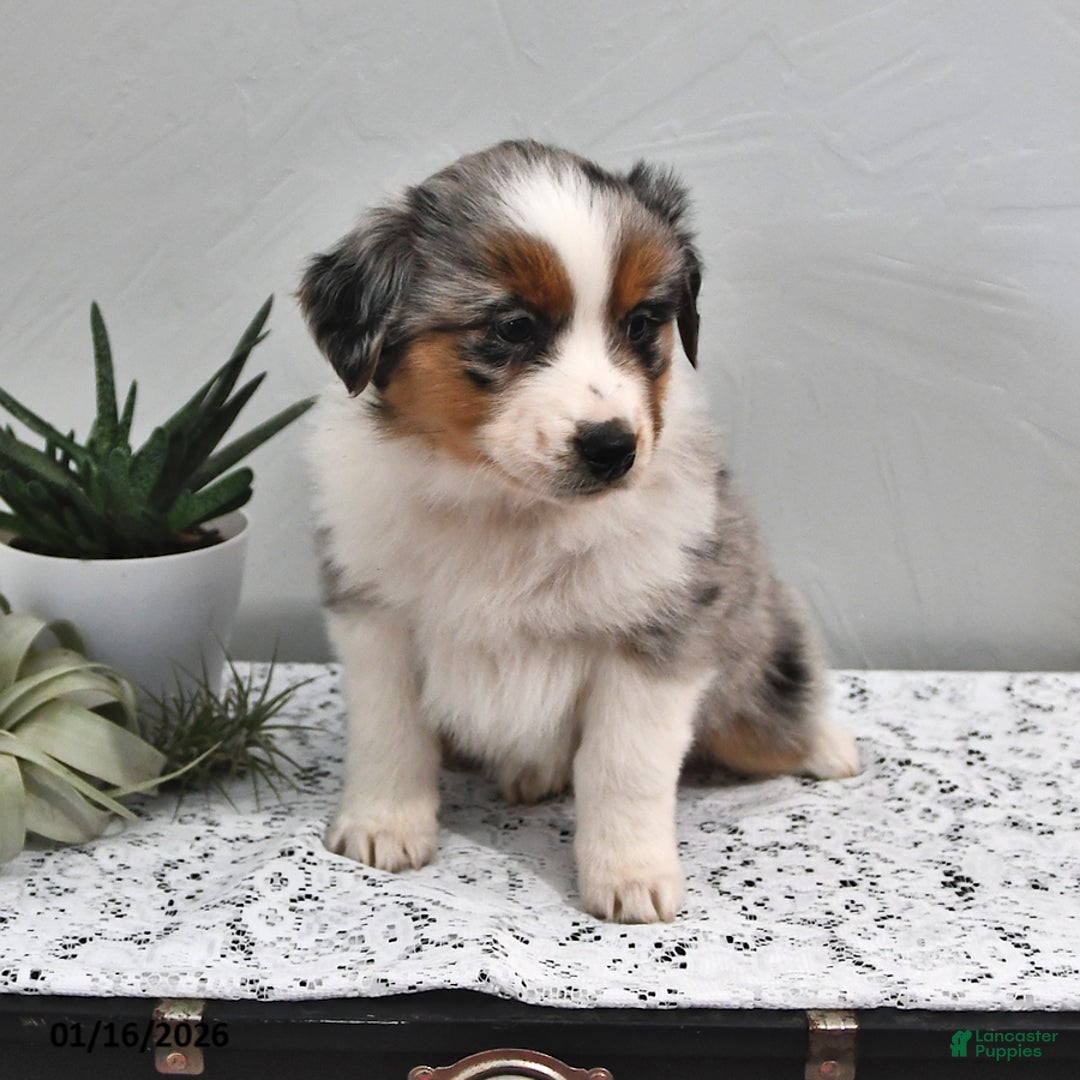 Australian Shepherd dogs for sale: Jackson - Ad 3