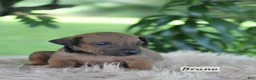 Rhodesian Ridgeback dogs for sale: Bruno - Ad 1