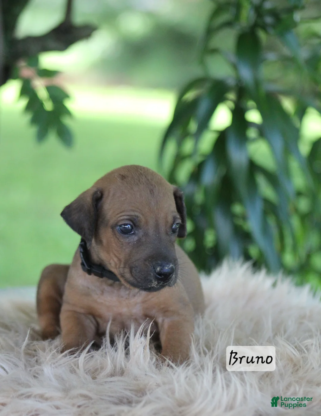 Rhodesian Ridgeback dogs for sale: Bruno - Ad 1
