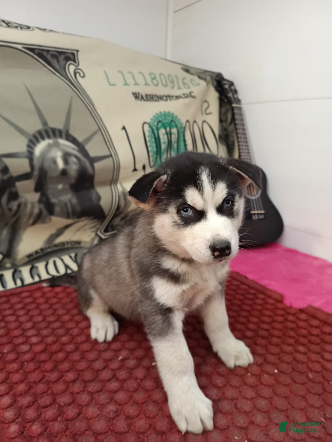 Siberian Husky dogs for sale: Aiden - Ad 3