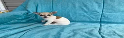 Chihuahua dogs for sale: Theodore - Ad 10
