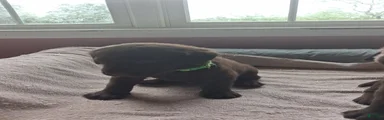 Green collar brown male