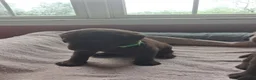 Labrador Retriever dogs for sale: Green collar brown male - Ad 1