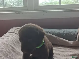 Labrador Retriever dogs for sale: Green collar brown male - Ad 1