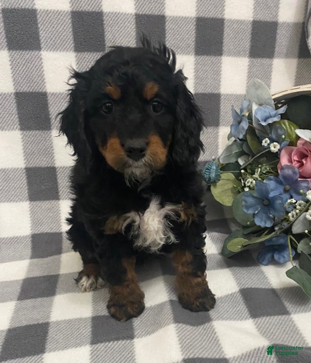 Mini Bernedoodle dogs for sale: Jasper - Ad 1