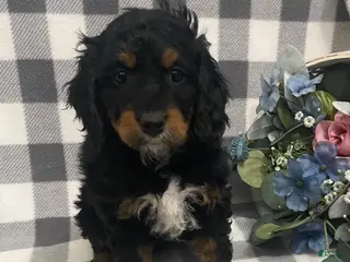 Mini Bernedoodle dogs Jasper - Ad 37