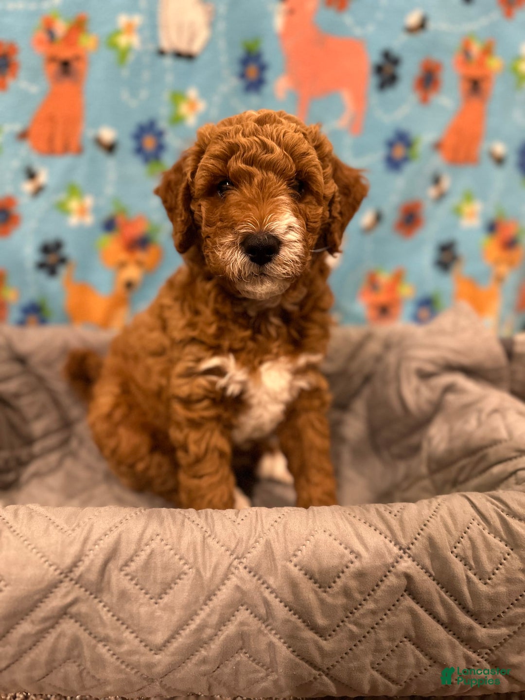 Goldendoodle dogs for sale: Milo - Ad 4