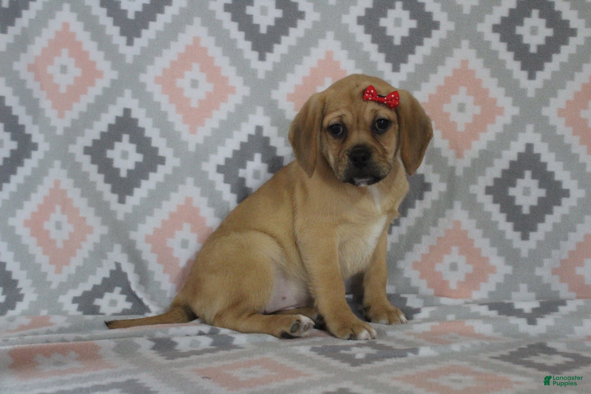 Puggle dogs Tara - Ad 2