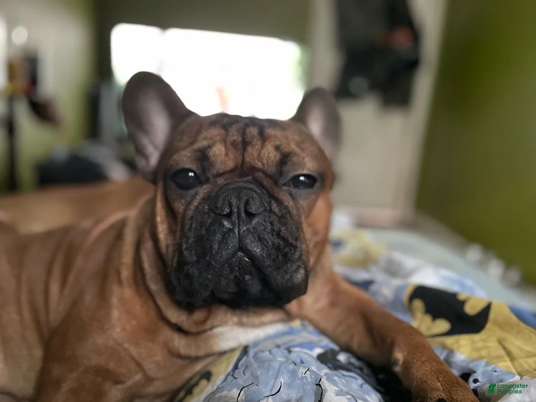 French Bulldog dogs for sale: Luna - Ad 1