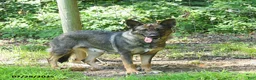 German Shepherd dogs for sale: Clarabelle  - Ad 4