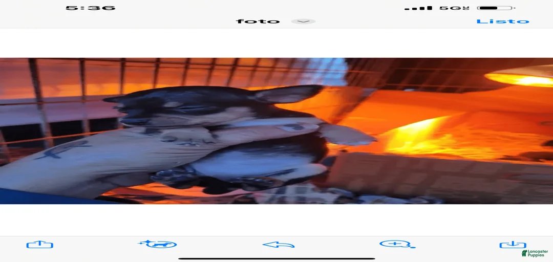 Gallery Image {{count}}