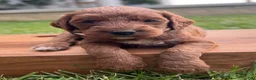 Irish Doodle dogs for sale: Juniper - Ad 4