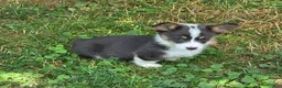 Welsh Corgi Pembroke dogs for sale: Lobo the low rider  - Ad 3
