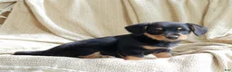 Mixed Breed dogs for sale: Otto - Ad 5