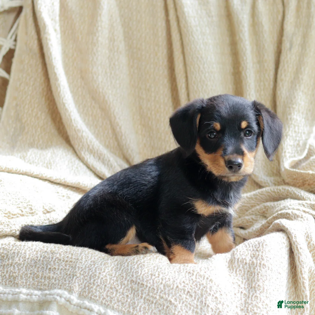 Mixed Breed dogs for sale: Otto - Ad 5