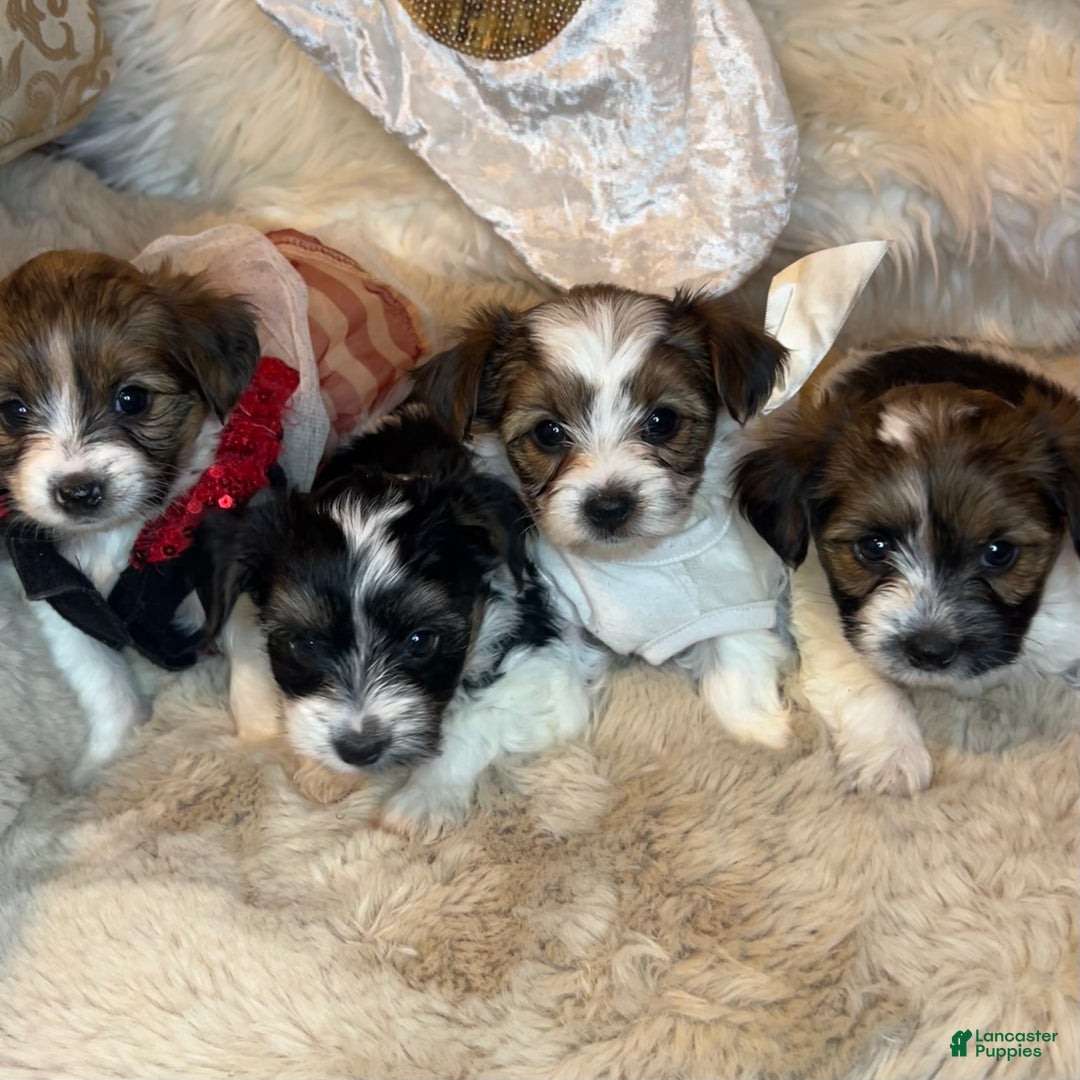 Mixed Breed dogs for sale: Buttercup - Ad 9