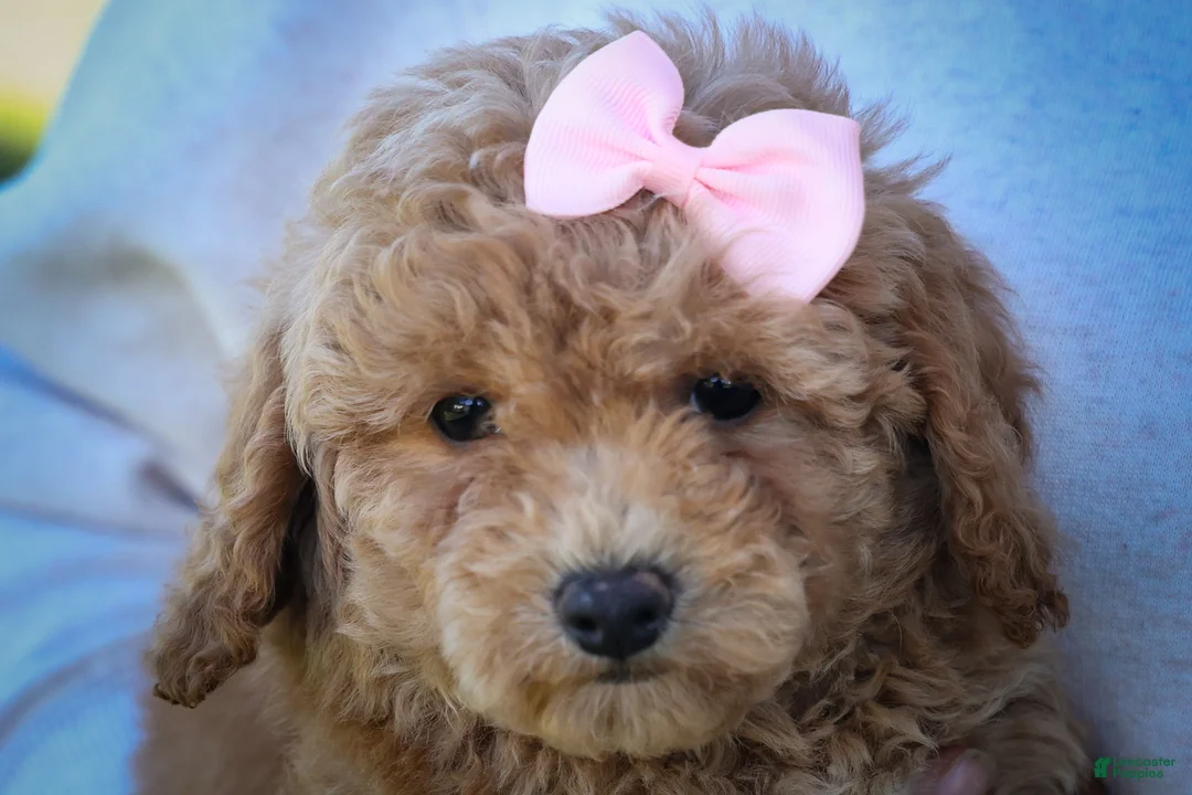 Bichpoo dogs for sale: Nessa Rose🎀 - Ad 2