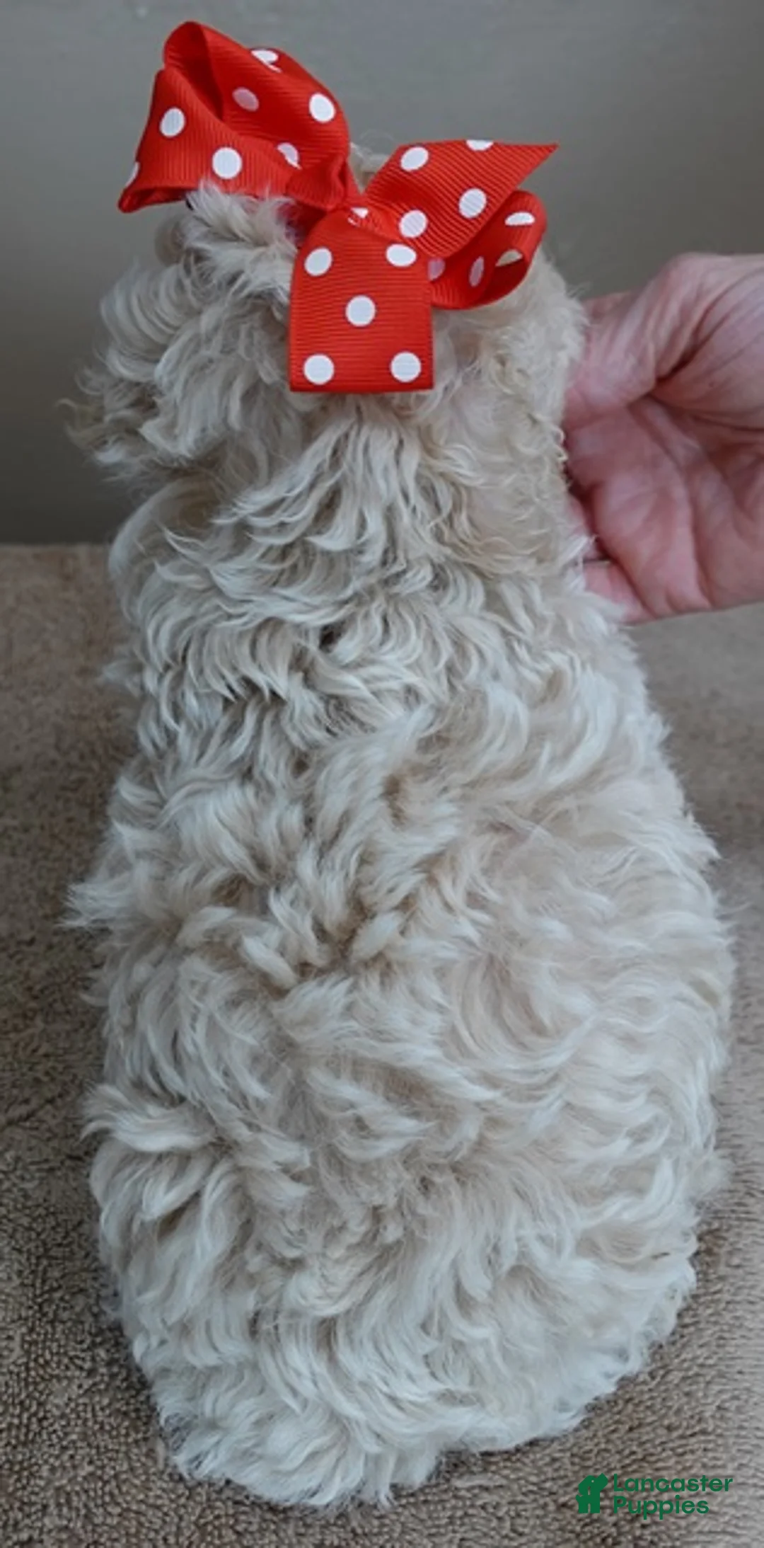 Toy Poodle dogs for sale: male sale 3 - Ad 2