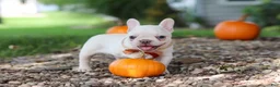 French Bulldog dogs for sale: Eden - Ad 15