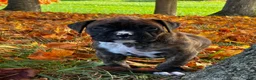 Boxer dogs for sale: Israel  - Ad 5