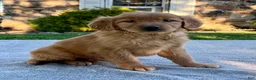 Golden Retriever dogs for sale: Libby - Ad 5