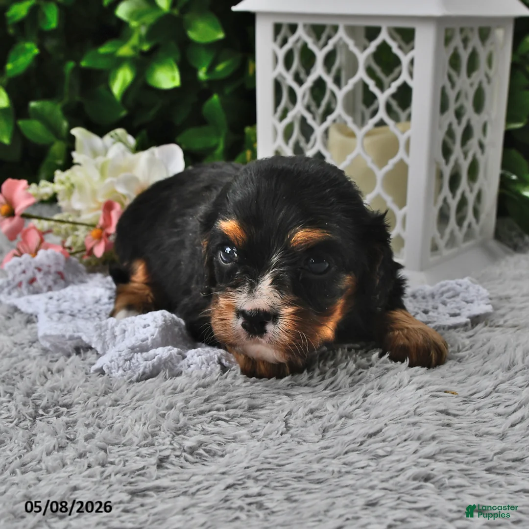 Cavachon dogs for sale: Betsy - Ad 2