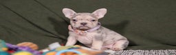 French Bulldog dogs for sale: Jayla - Ad 6