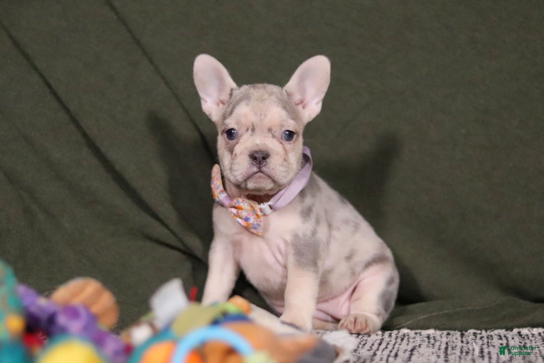 French Bulldog dogs for sale: Jayla - Ad 6