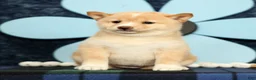 Shiba Inu dogs for sale: Kerry - Ad 3