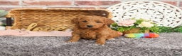 Mini Goldendoodle dogs for sale: Naomi - Ad 4