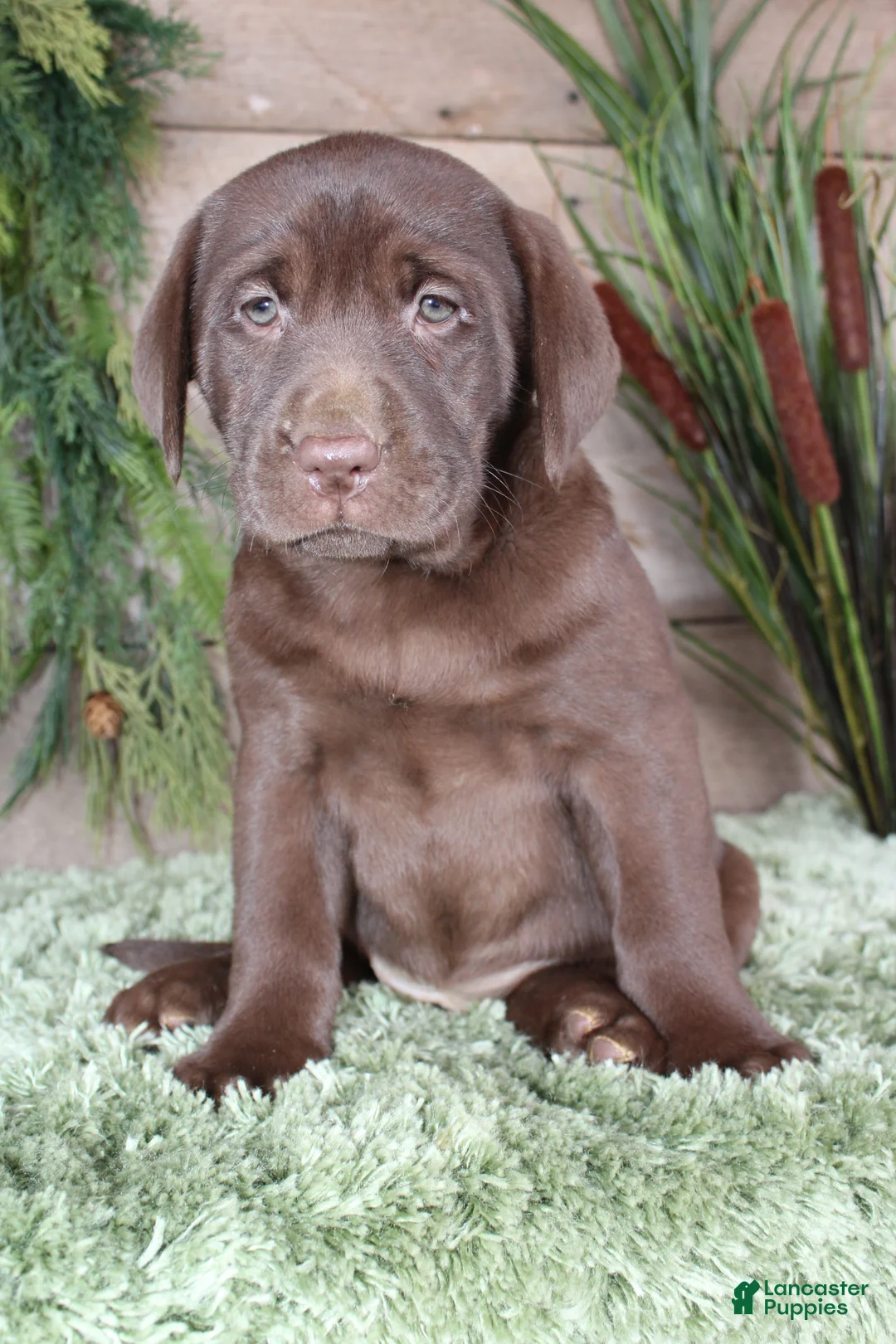 Labrador Retriever dogs for sale: Hillary  - Ad 4