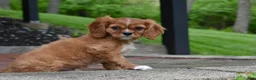 Cavalier King Charles Spaniel dogs for sale: Reese - Ad 6