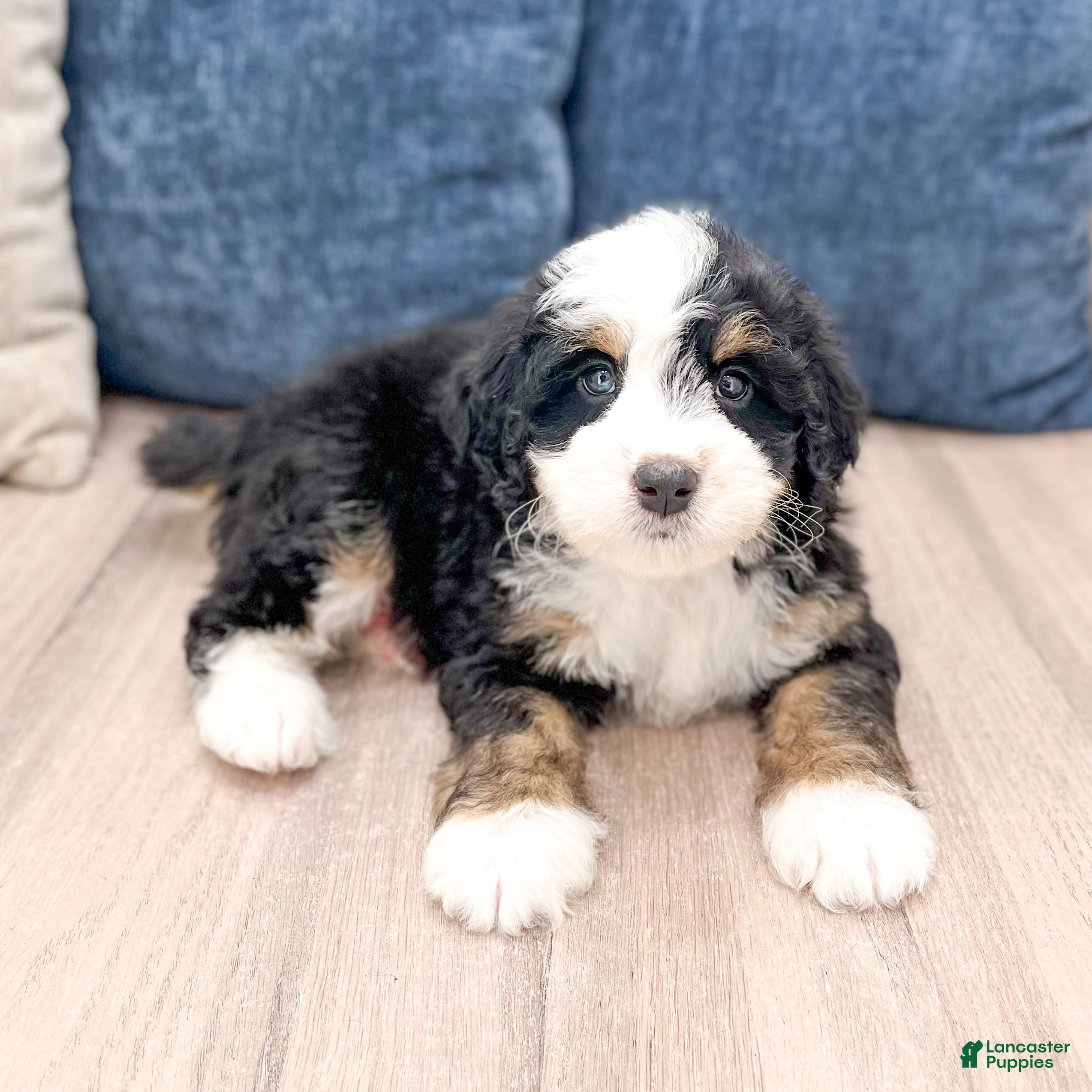 Mini Bernedoodle dogs Brent - Ad 1