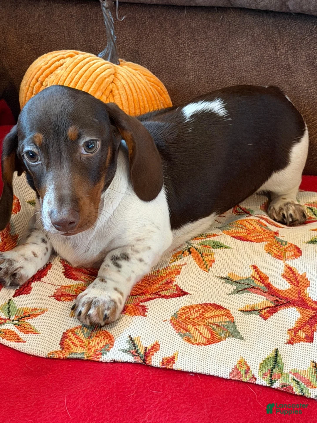 Miniature Dachshund dogs for sale: John - Ad 2