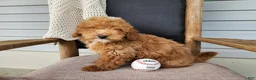 Mini Bernedoodle dogs for sale: Spencer - Ad 4