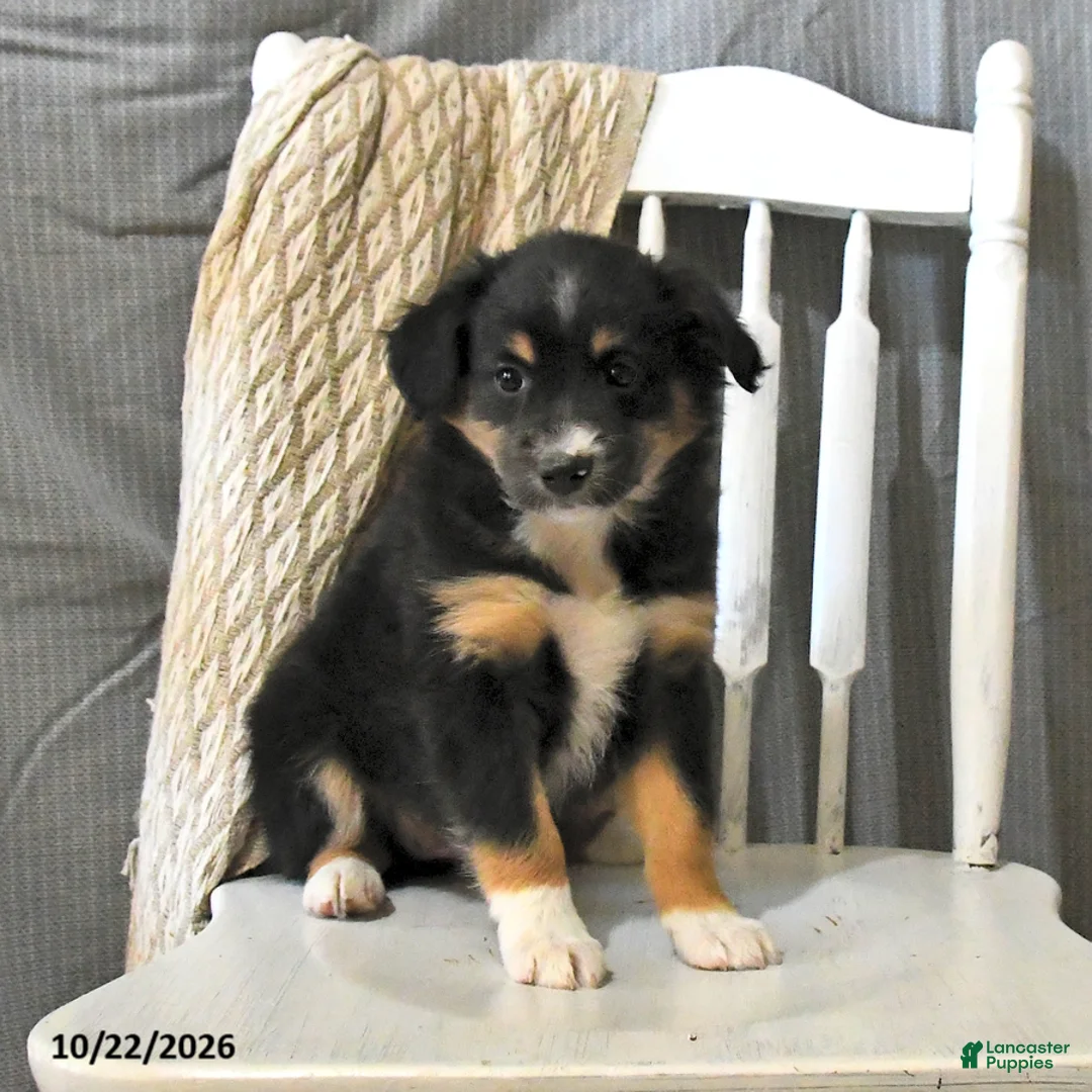 Miniature Australian Shepherd dogs for sale: Twilight - Ad 2