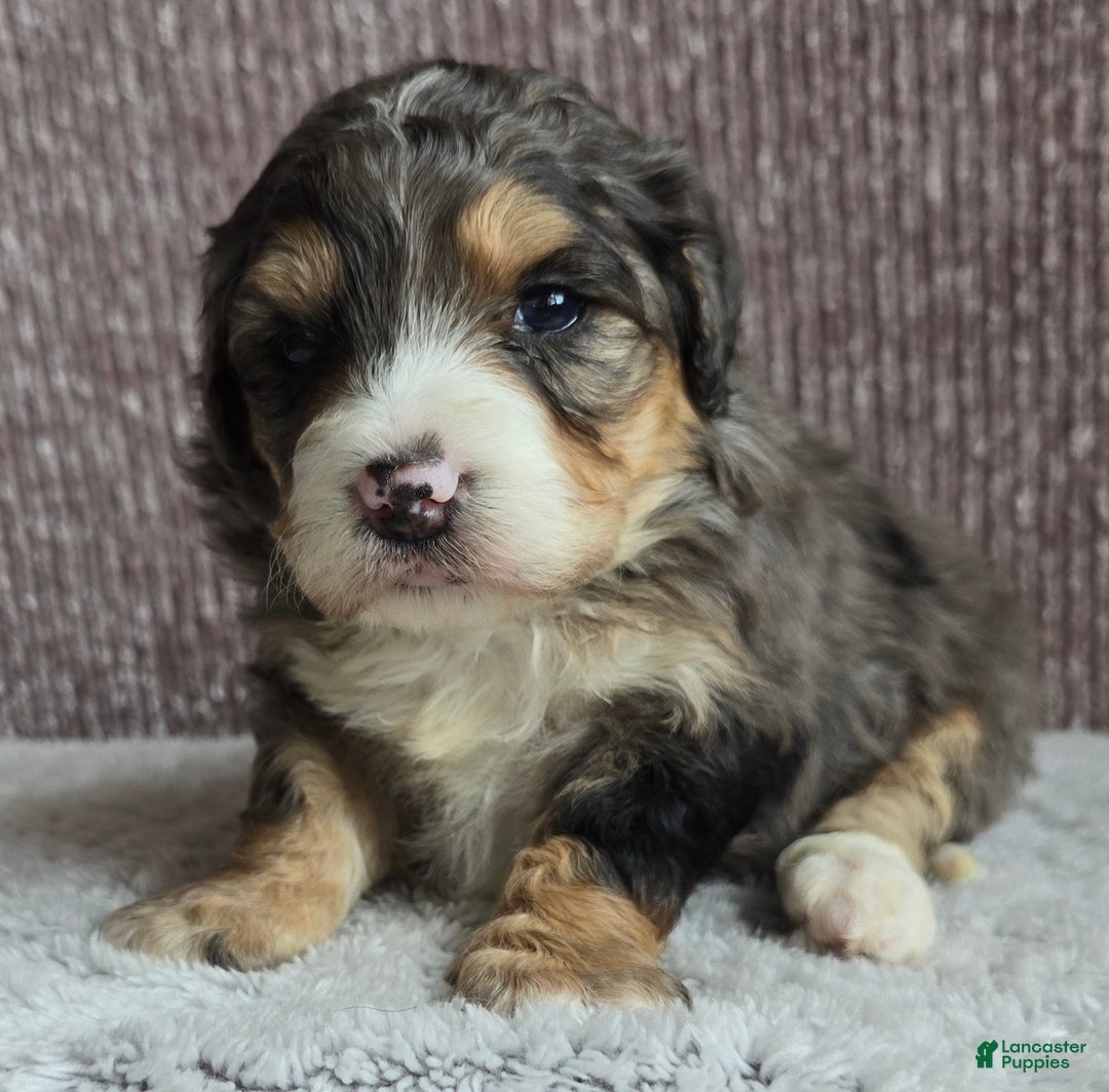 Mini Bernedoodle dogs for sale: Mini Bella - Ad 9