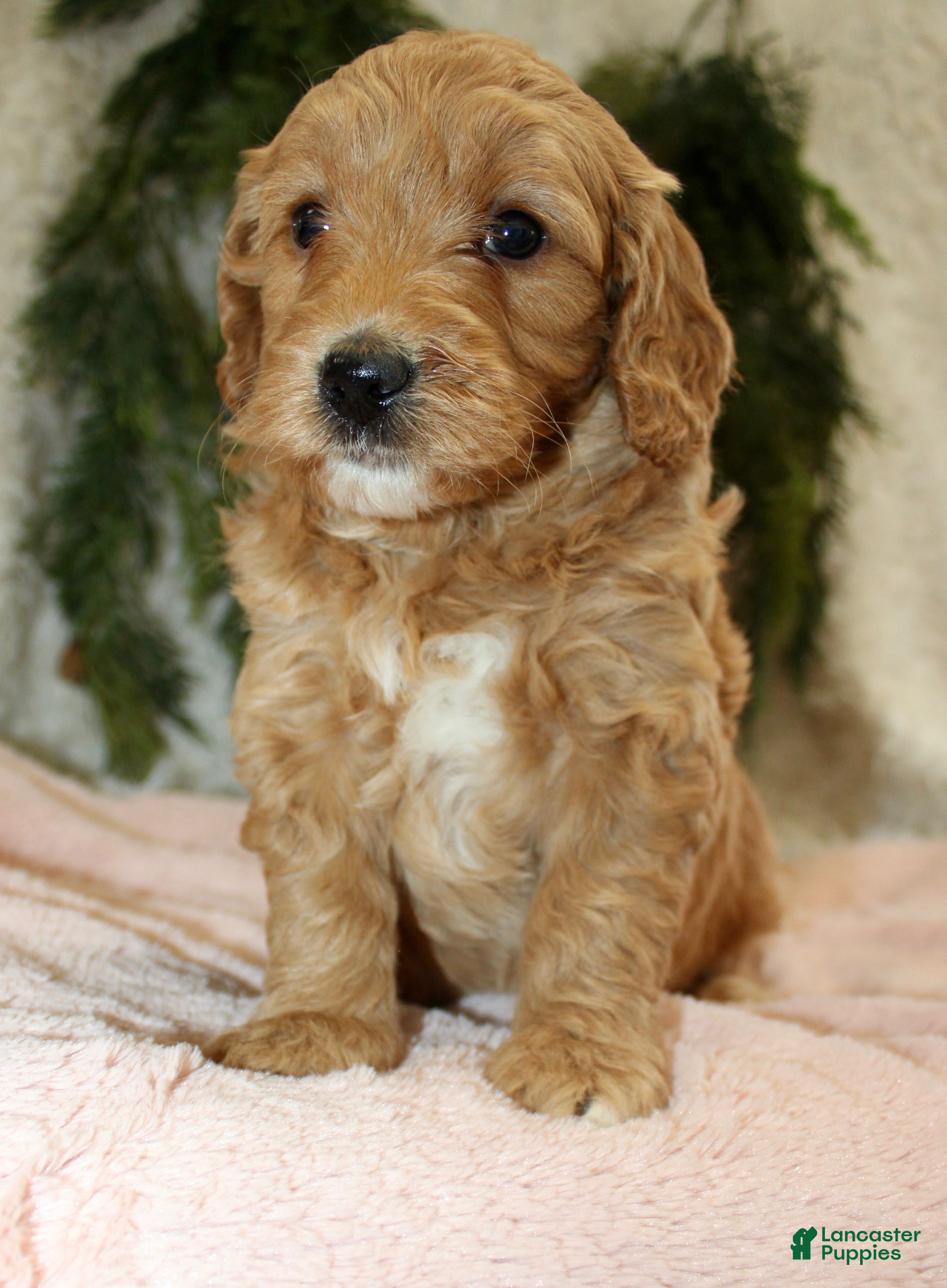 Mini Goldendoodle dogs Mini Goldendoodle Puppy 5 - Ad 19