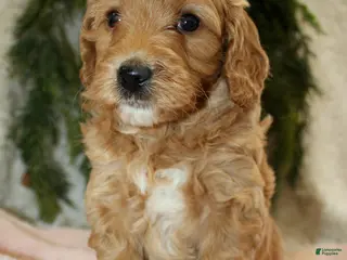 Mini Goldendoodle dogs Mini Goldendoodle Puppy 5 - Ad 36