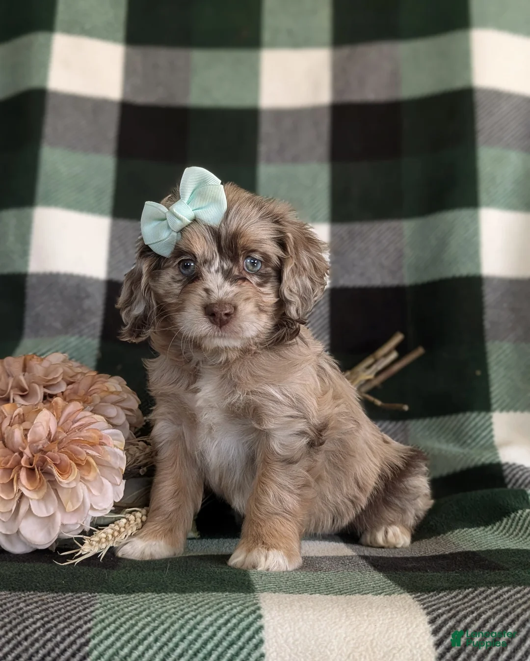 Cockapoo dogs for sale: Lucia - Ad 1