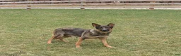 German Shepherd dogs for sale: Tinker - Ad 4