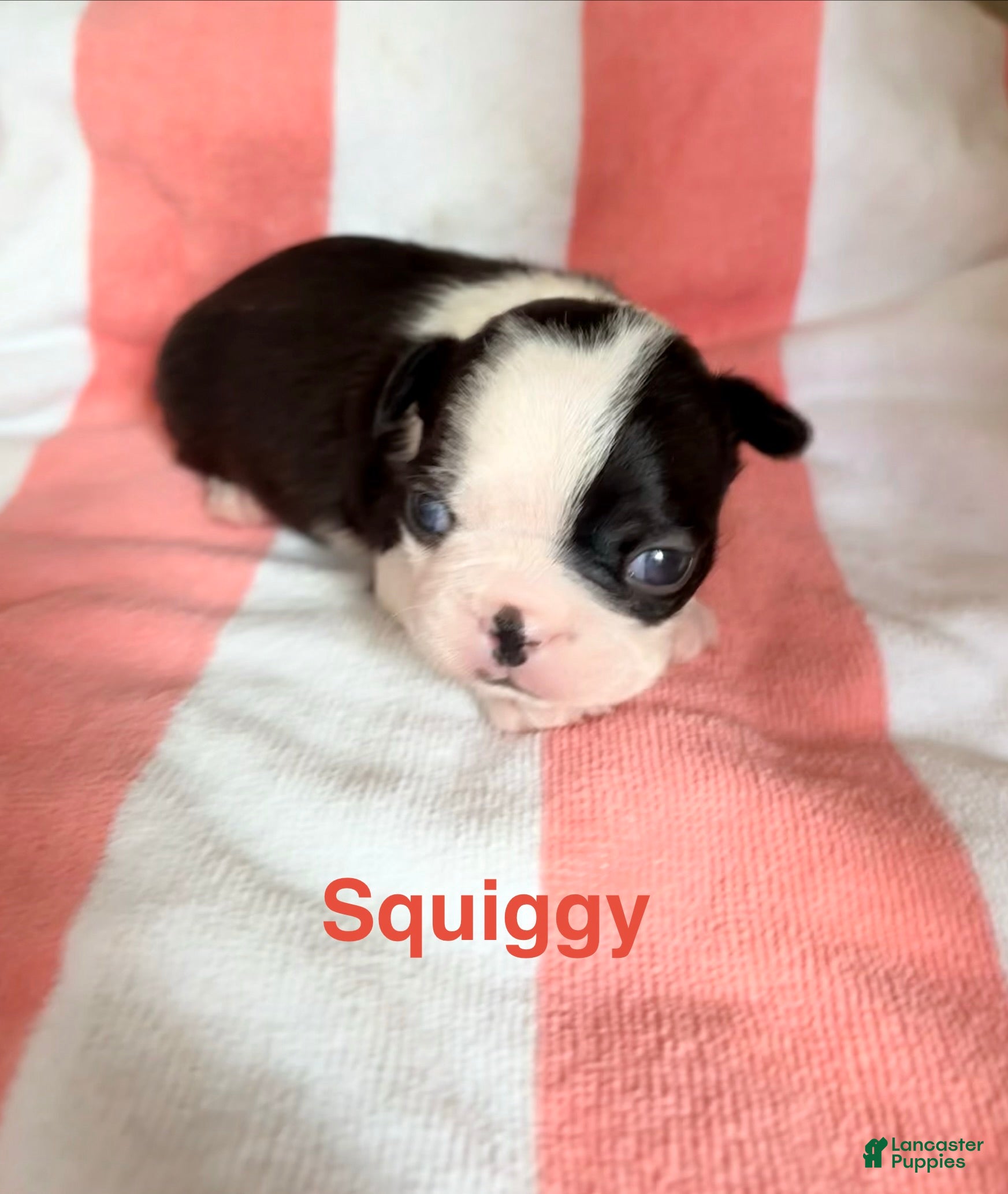 Boston Terrier dogs Boston Terrier 2 - Ad 1