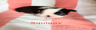Boston Terrier 2